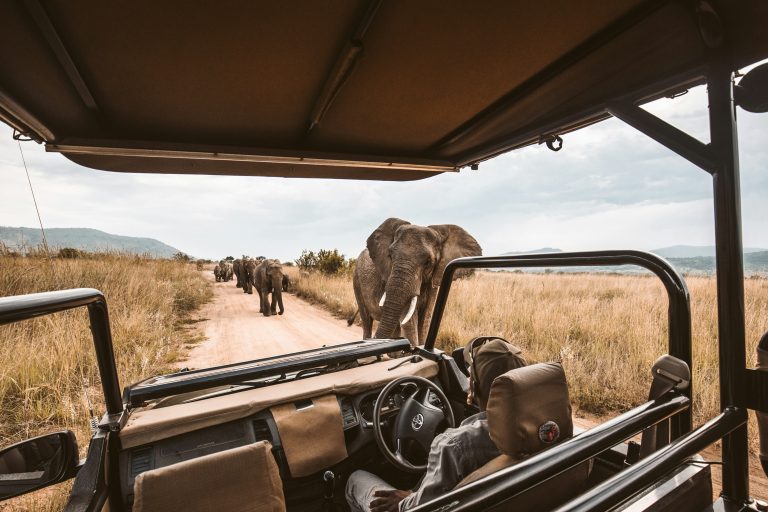 Unveiling the Wonders of Africa: Safe Safaris with the Right Company